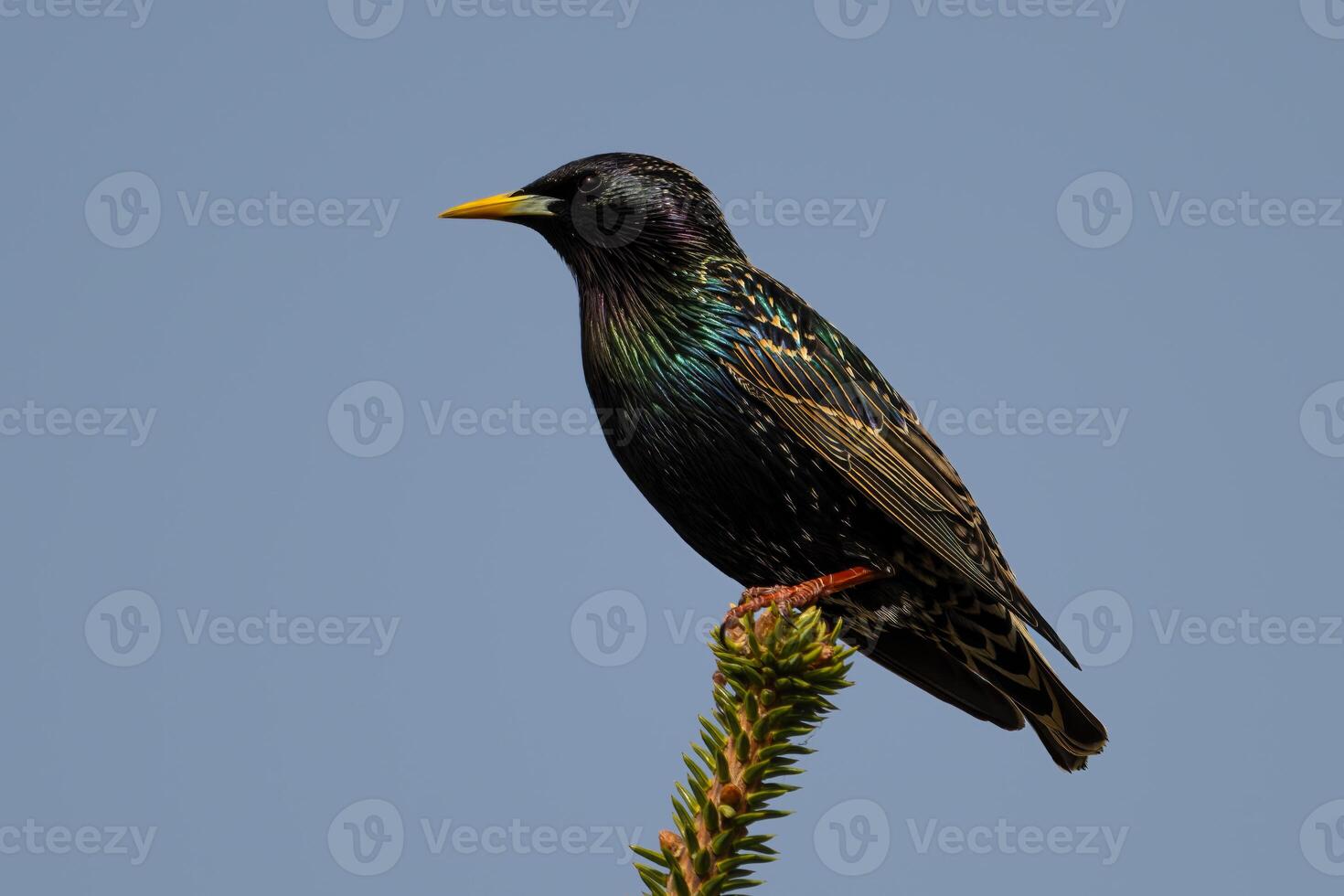 Common starling, Sturnus vulgaris, on a branch photo