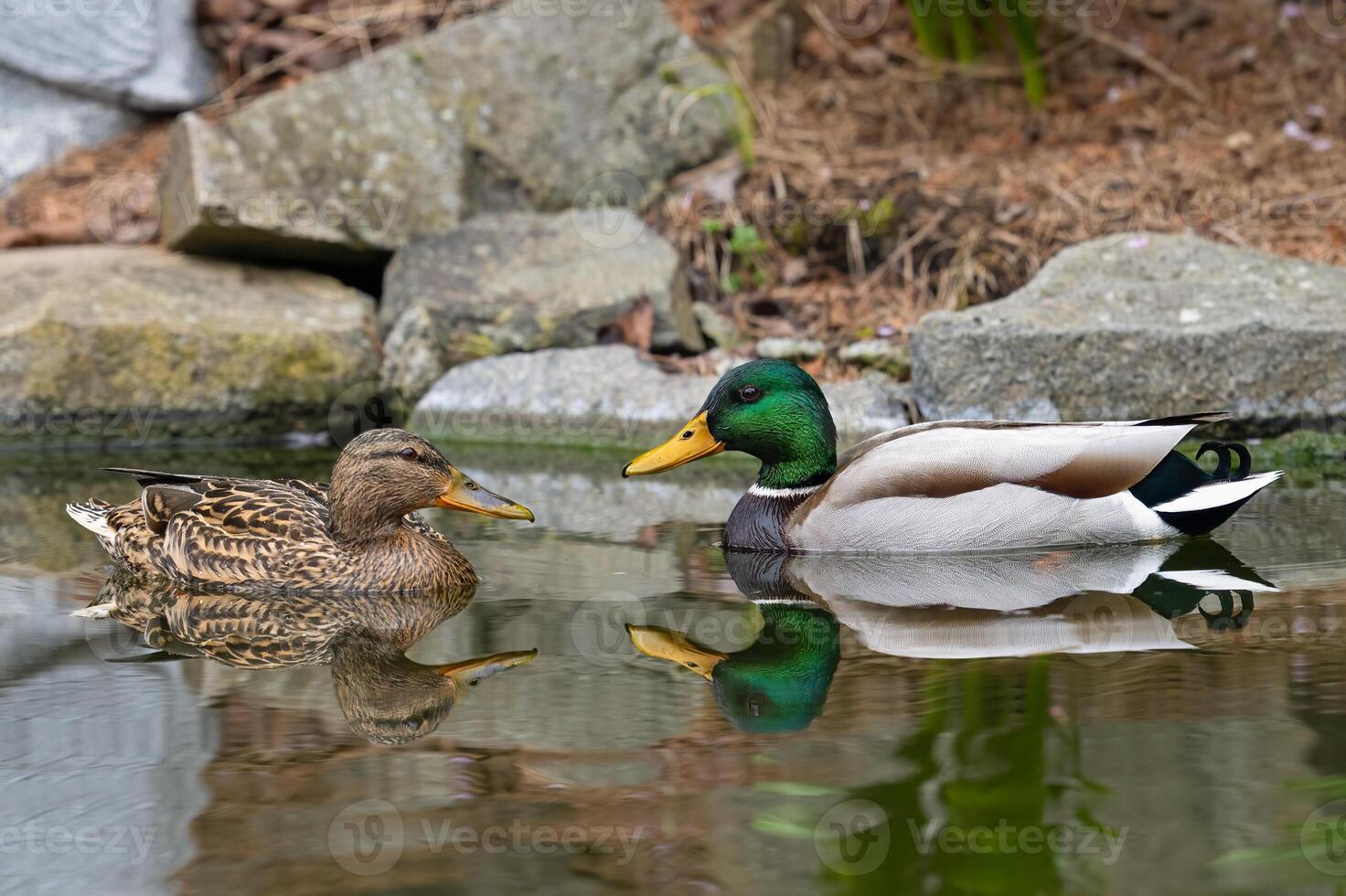 A pair of Mallard ducks resting in my pond photo