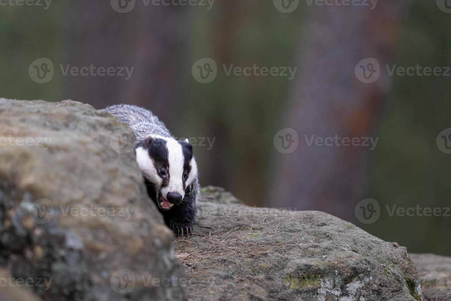 Eurasian Badger showing teeth. Bohemian-Moravian highlands. photo