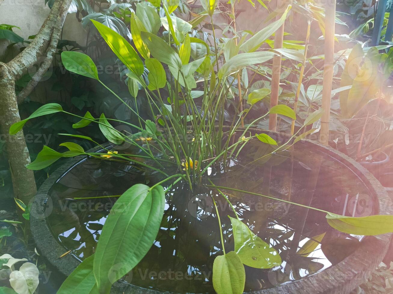 photo of water jasmine flower
