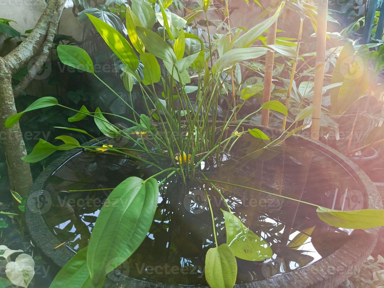 photo of water jasmine flower