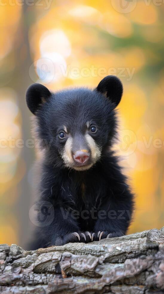 A black bear cub sits on a tree branch, looking directly at the camera photo