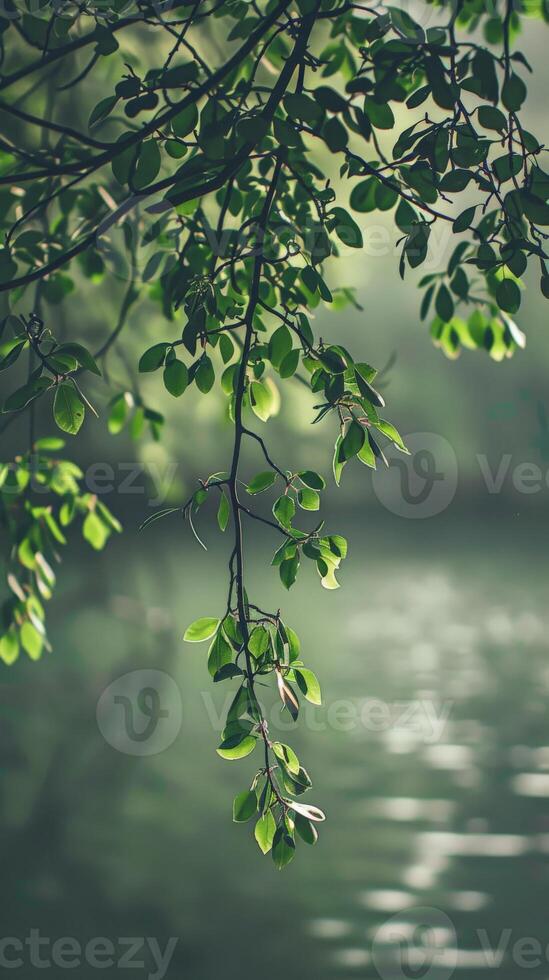 Lush green leaves sway gently over a peaceful river photo