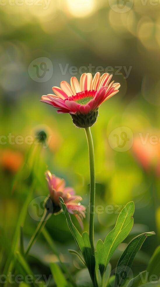 A pink daisy stands tall, bathed in the soft glow of the early morning sun photo