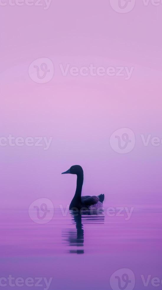A goose swims in a tranquil lake at dawn photo