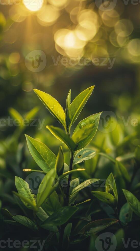 A single sprout of green tea leaves reaches for the sunlight in a lush, green garden photo