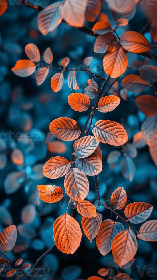 Orange leaves on a branch against a blue backdrop photo