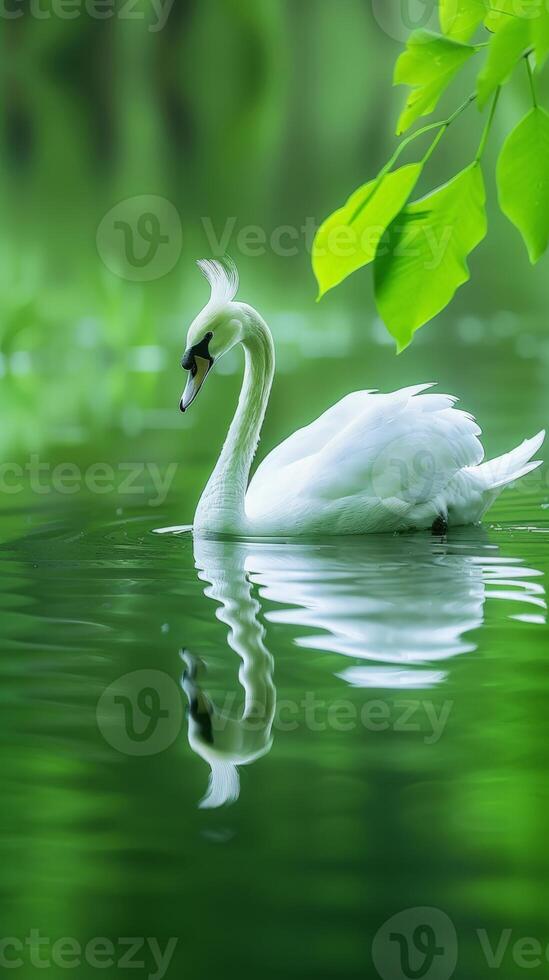 A single swan swims peacefully through a serene pond photo