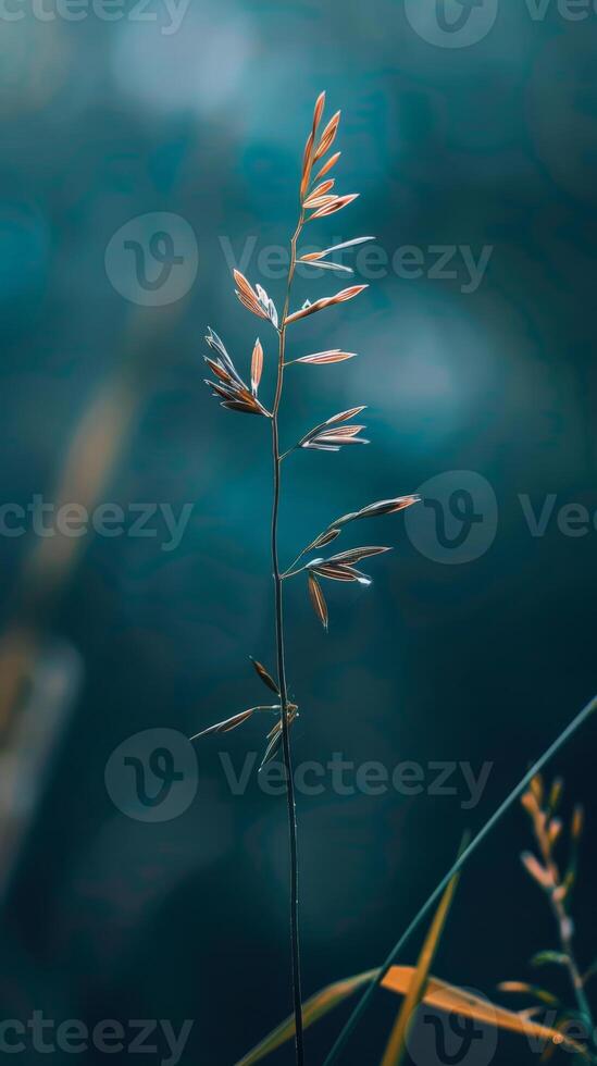 A single stem of grass stands out against a vibrant teal background photo