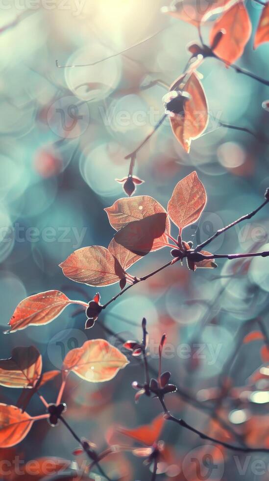 Sunlight illuminates delicate red leaves photo