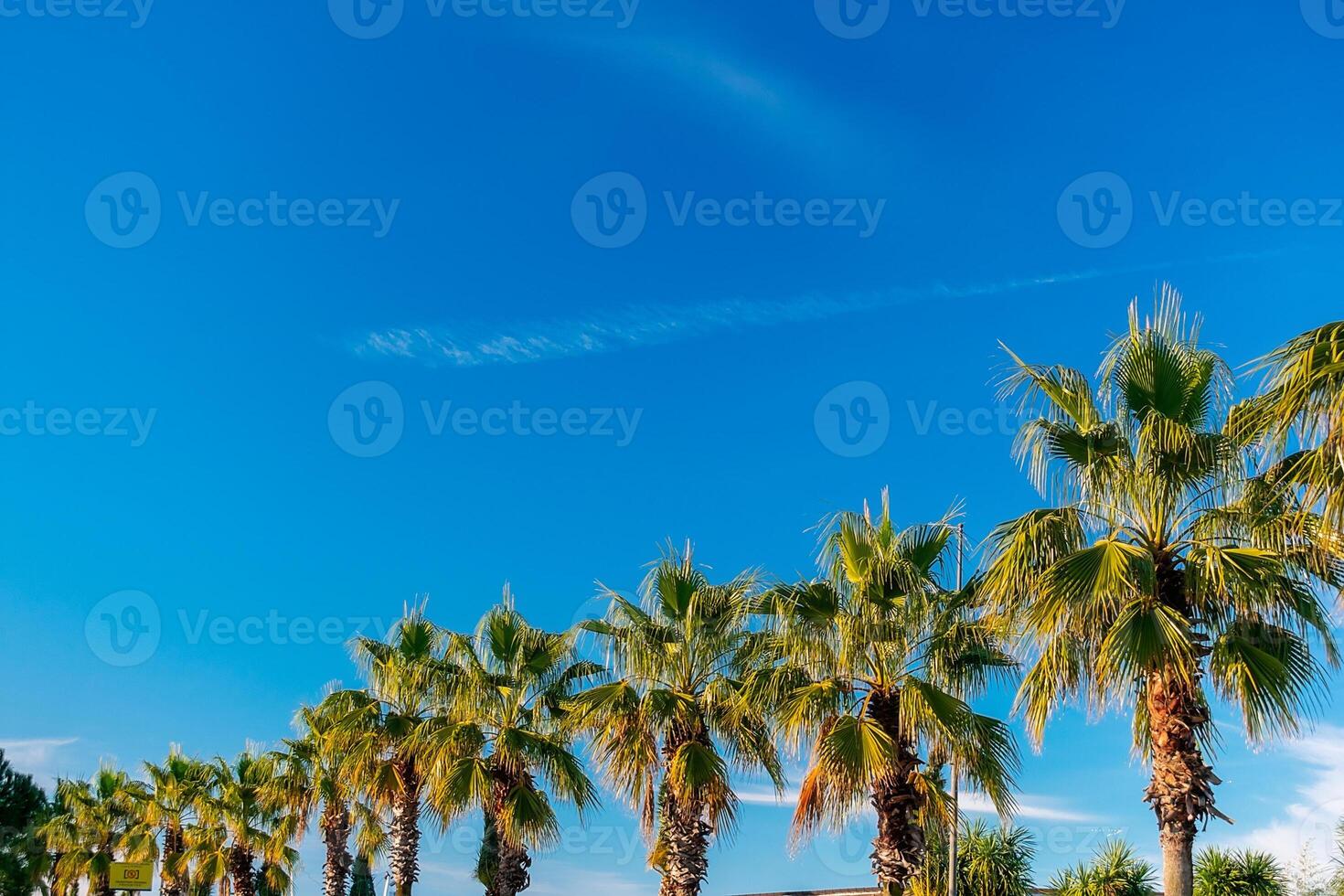 Palm trees in a row against the blue sky. Row of palm trees. photo