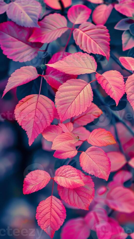 Vibrant pink leaves flutter gently in the fall photo
