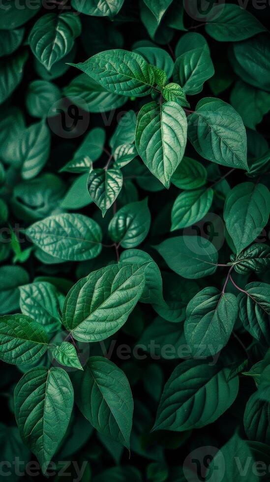 Deep green leaves create a natural and tranquil pattern photo