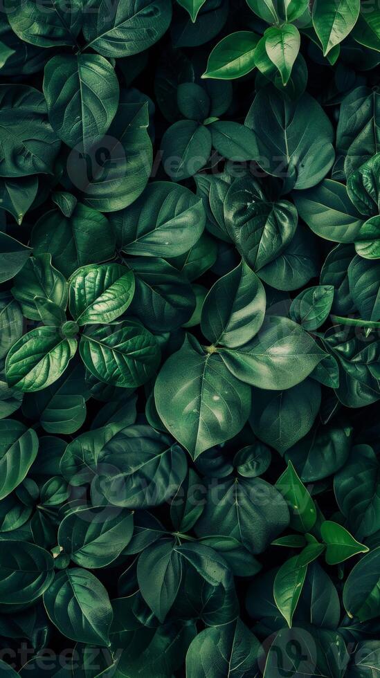 Deep green leaves in a lush forest photo