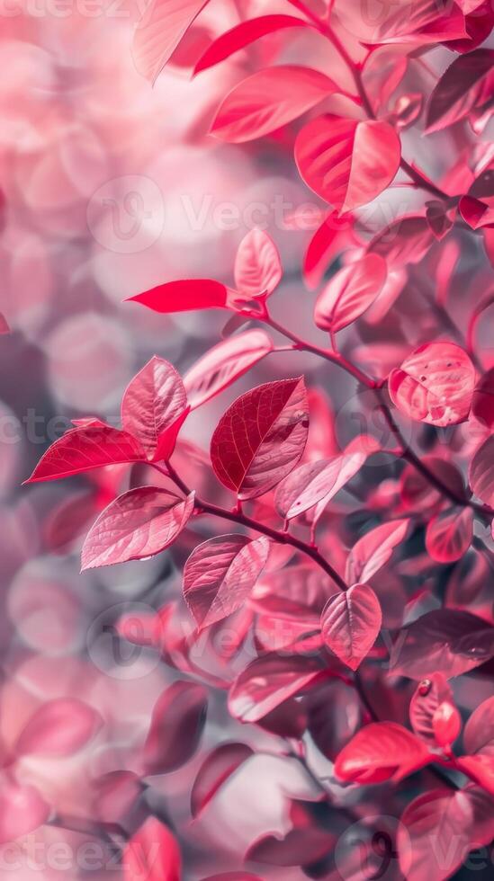 Close-up of bright red leaves in a soft, pink light photo