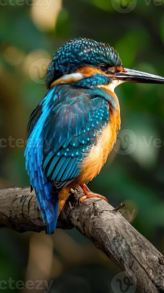 A blue and orange kingfisher rests on a branch photo
