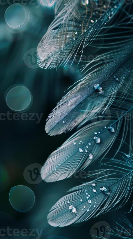 Feathers with dew drops on a teal background photo