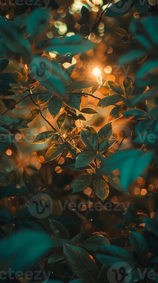 Sunlight shines through foliage creating a warm glow photo