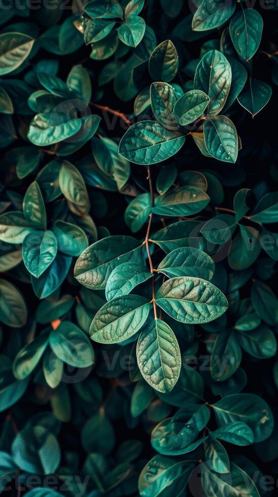 Close-up of vibrant green leaves photo