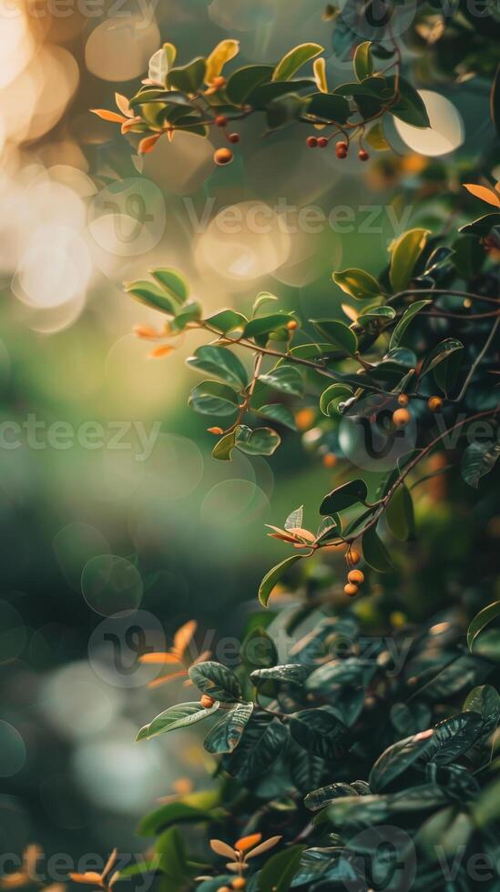 Sunlight dappling through leaves and branches 48442677 Stock Photo at Vecteezy Sunlight dappling through leaves and branches