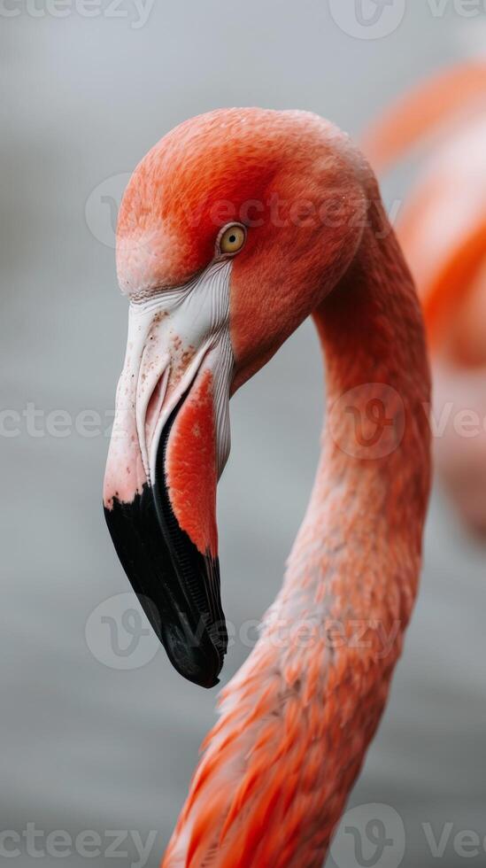 A close-up view of a flamingo's neck, captured in soft light photo