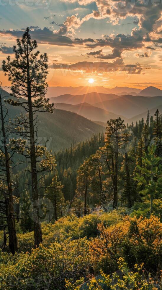 A sunset casts a golden glow over a dense forest photo