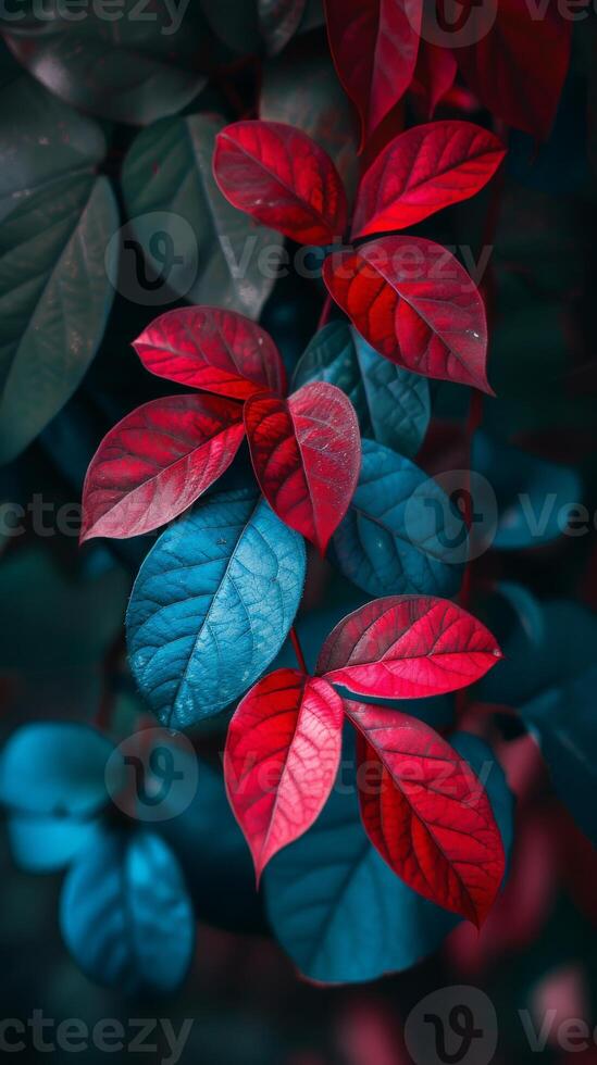 Red and blue leaves intertwine, creating a striking contrast photo