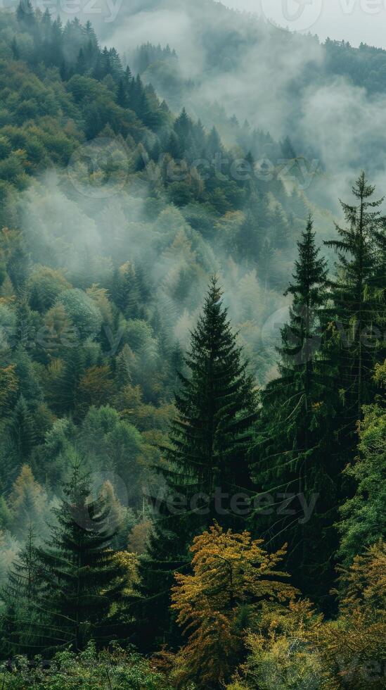 A lush forest shrouded in mist, with towering trees and golden leaves photo
