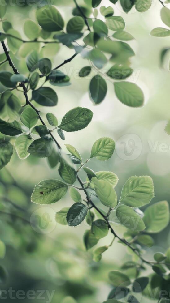 Soft green leaves sway gently in the sunlight photo