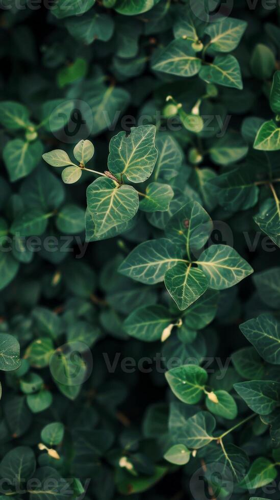 Close-up view of vibrant green leaves photo