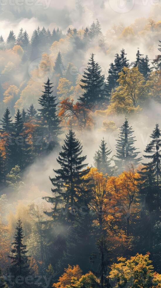 A hazy forest with golden leaves and tall pines photo