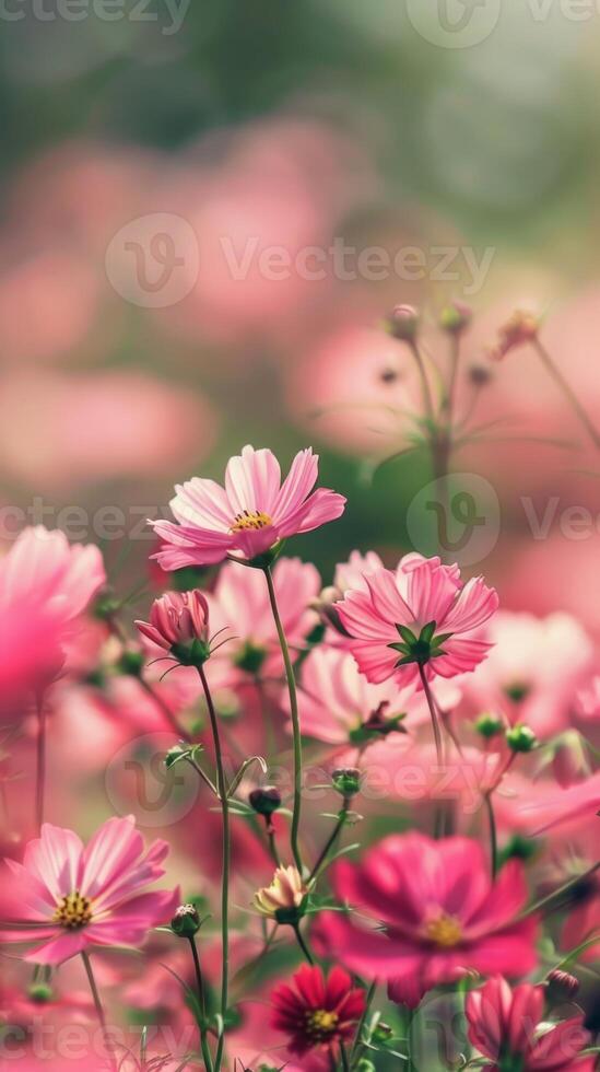 A field of cosmos flowers bathed in the soft light of dawn photo