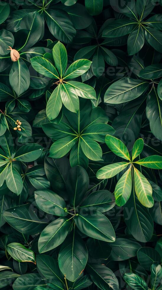 Dark green leaves in a tropical garden photo
