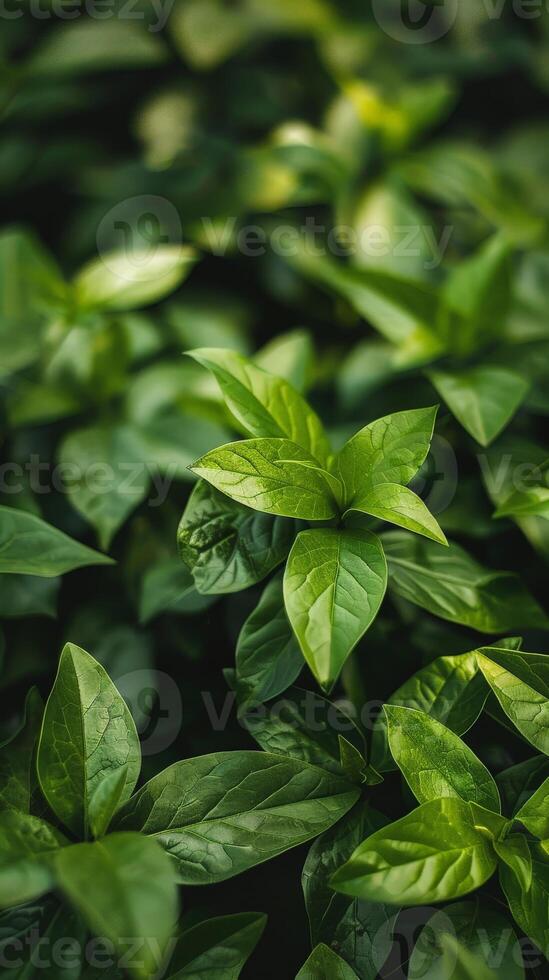 Close-up of vibrant green leaves in lush foliage photo