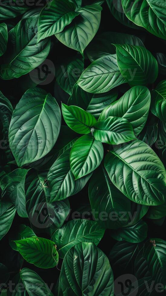 A vibrant green leafy background with intricate details photo