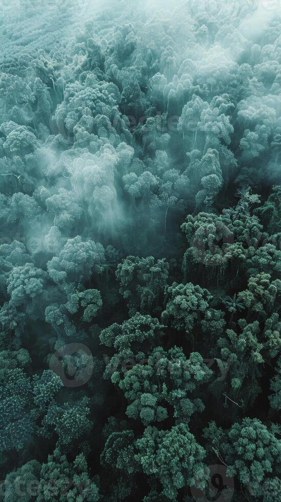 Forest shrouded in ethereal mist, viewed from above photo