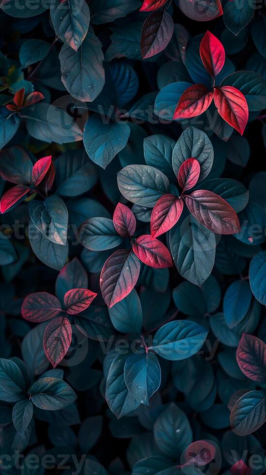A close-up view of vibrant leaves in a captivating shade of teal and crimson photo