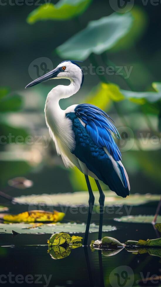 White-faced heron stands gracefully in blue plumage in water garden photo