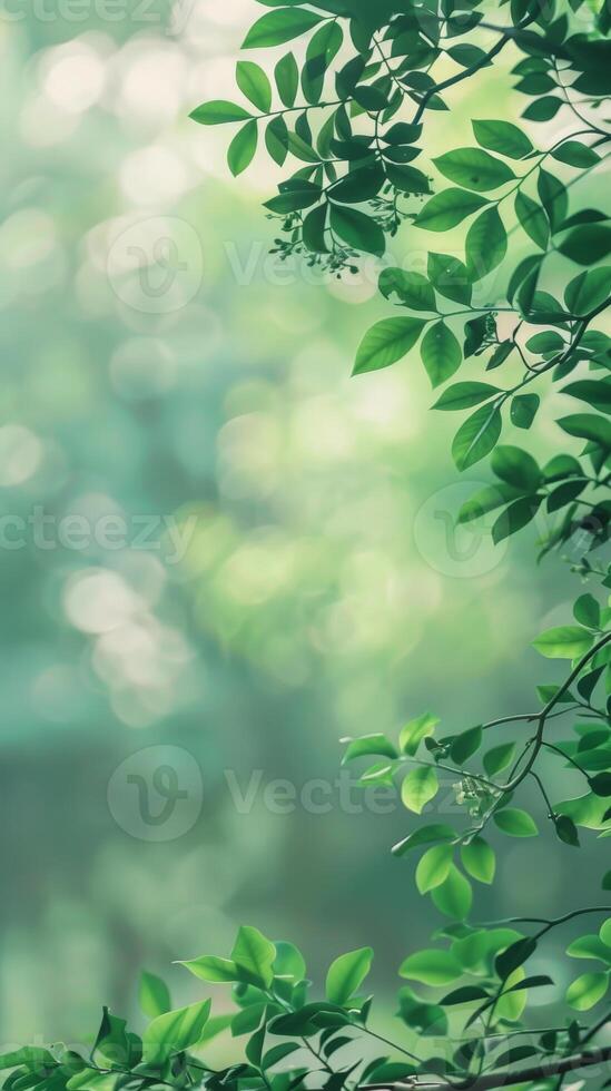 A close-up of leafy branches illuminated by the soft morning sun photo