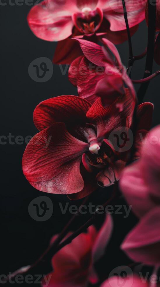 A close-up shot of a vibrant red orchid with dark background photo