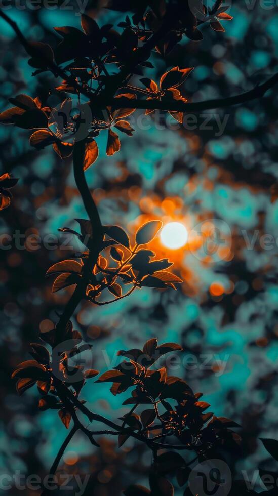 Silhouetted leaves against a colorful sunset photo