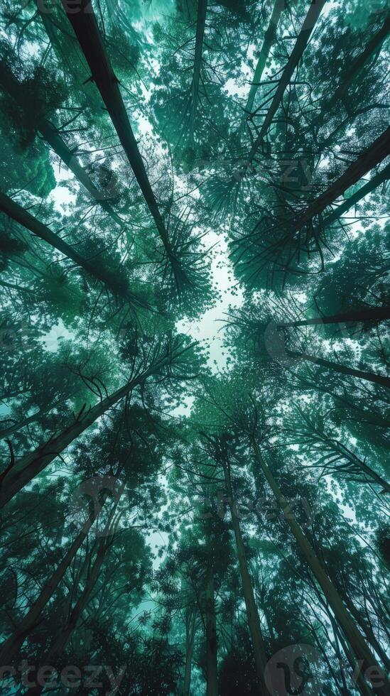 Tall trees reaching for the sky in a dense, green forest photo