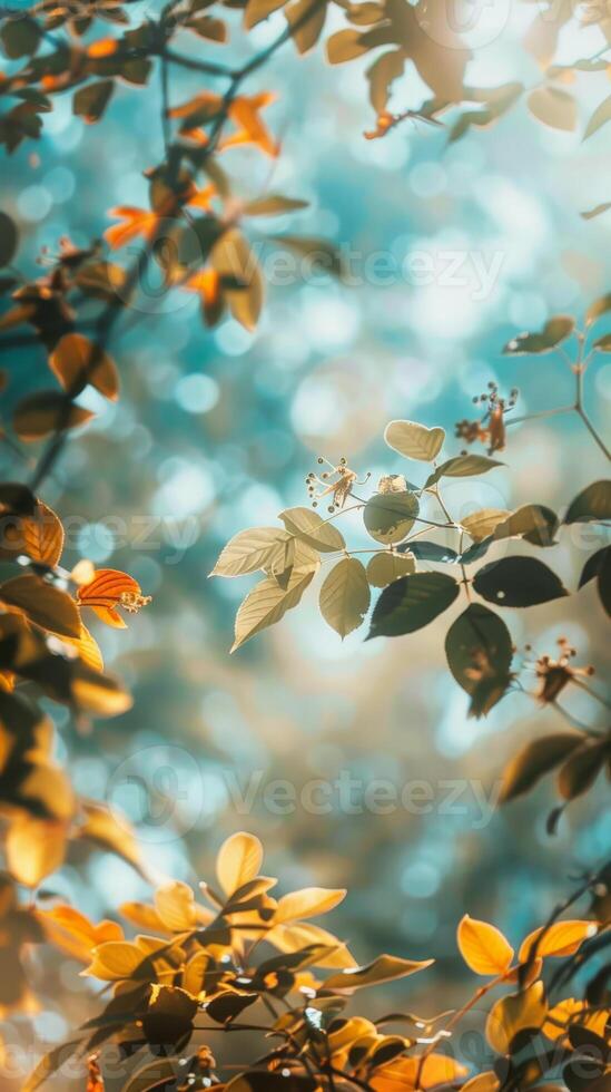 Sunlight filters through leaves, casting a warm glow photo