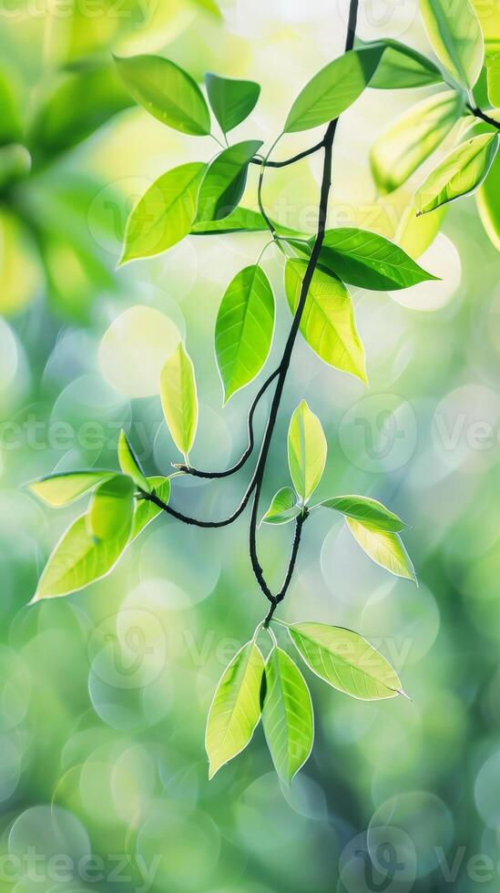 Fresh green leaves on a branch in the sunlight photo