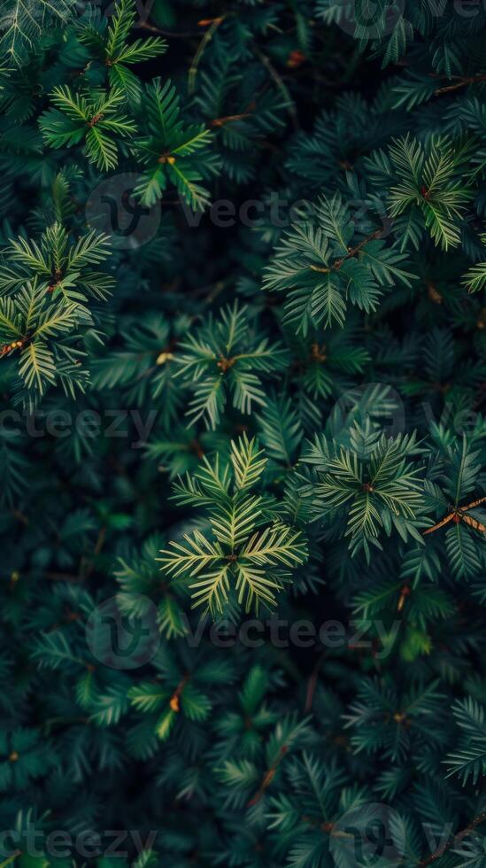 Deep green leaves of a coniferous tree photo