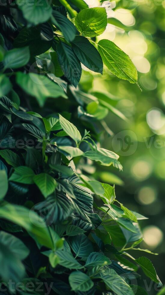 Sunlight filters through green leaves in a dense forest photo