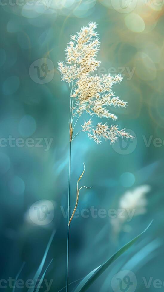 Delicate grass blade with soft, out-of-focus background photo