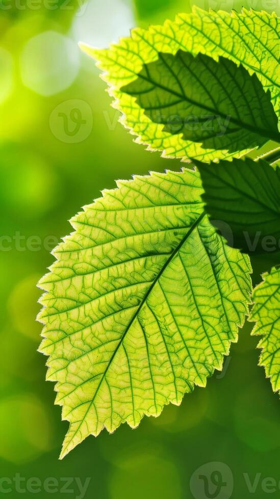 A single, lush leaf bathed in sunlight against a blurred green background photo