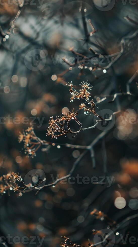 A close-up of a branch with delicate brown flower buds covered in dew photo