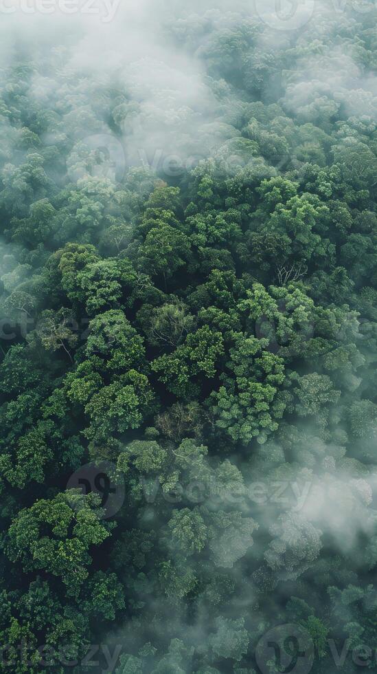 A thick forest is shrouded in a layer of mist, creating a dreamy, ethereal atmosphere photo